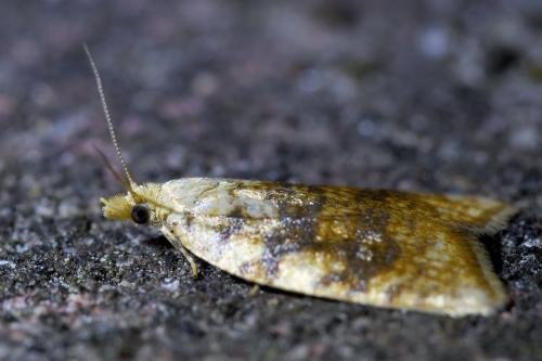 Réf. 323 989 : Aleimma loeflingiana